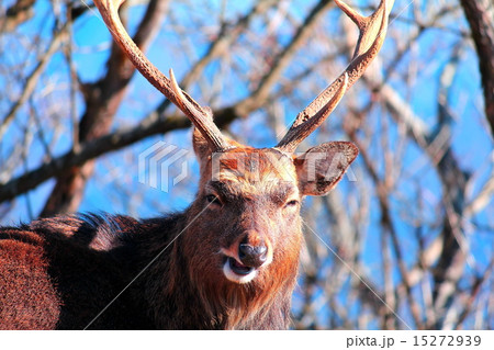 丹沢の主 丹沢の主 15272939