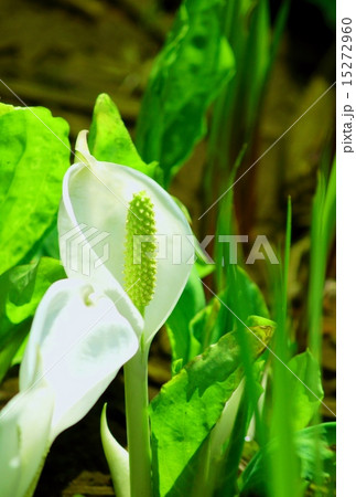 水芭蕉 花言葉 変わらぬ美しさ An Asian Skunk Cabbageの写真素材