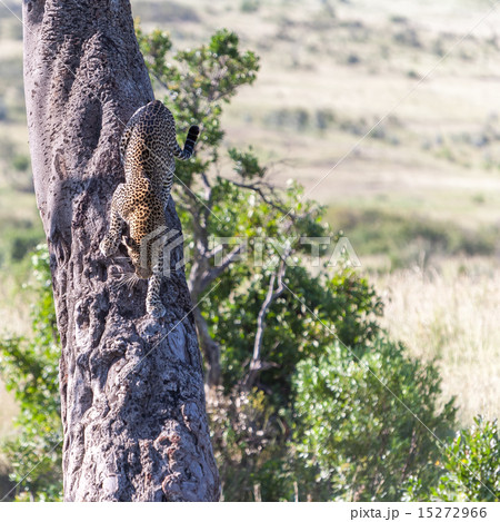 Leopard in big tree Leopard in big tree 15272966