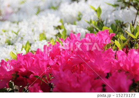 つつじの花波 15273177