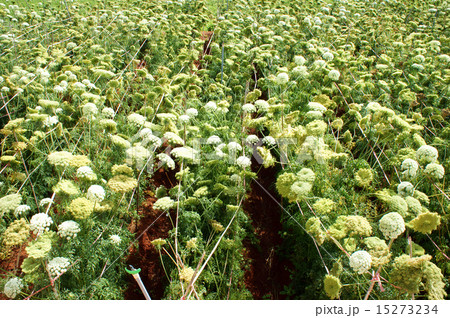 Asia agriculture field, carrot flower Asia agriculture field, carrot flower 15273234