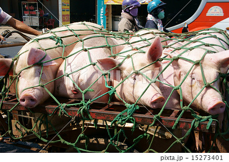 Asian man transport pig Asian man transport pig 15273401