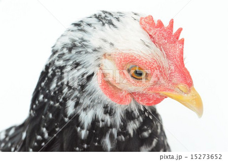 碁石チャボ　白背景 15273652