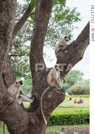 インドの猿　ハヌマンラングール 15273782