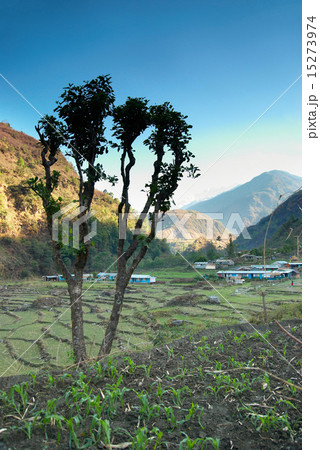 Green rice fields 15273974