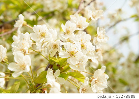 White cherry flowers White cherry flowers 15273989