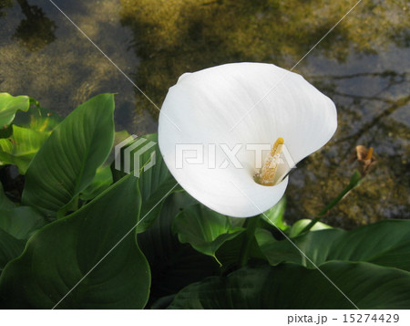 水辺 水辺 15274429