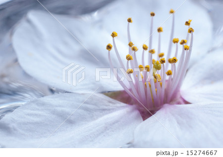 桜 桜 15274667