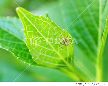 Spider perched on a green leaf 15274885