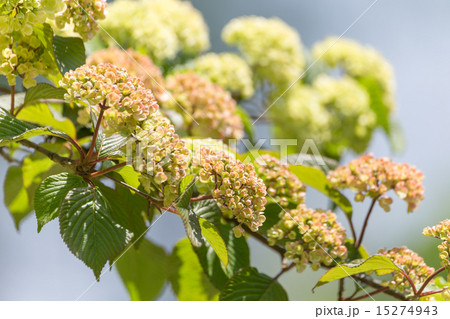 オオデマリ　ジェミニ 15274943