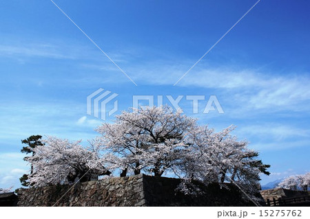 城壁の桜 城壁の桜 15275762