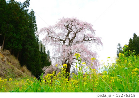 福田寺の糸ザクラ～合戦場しだれ桜の親 15276218