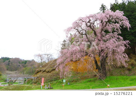 福田寺の糸ザクラ～合戦場しだれ桜の親 15276221