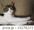 のびをする猫 15276223