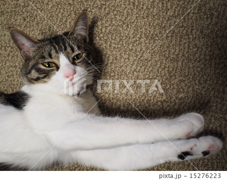 のびをする猫 15276223