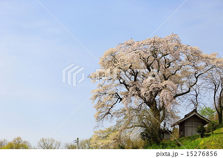 天神夫婦桜 15276856