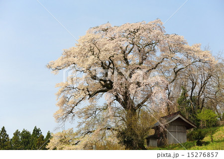 天神夫婦桜 15276857