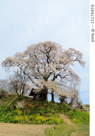 天神夫婦桜 15276859