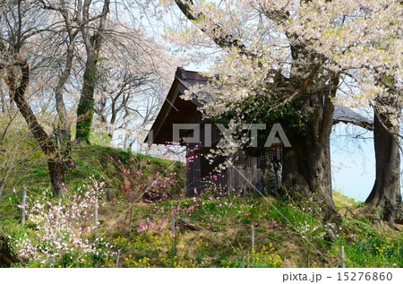 天神夫婦桜 天神夫婦桜 15276860