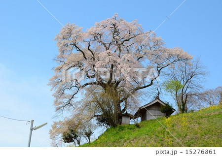 天神夫婦桜 15276861