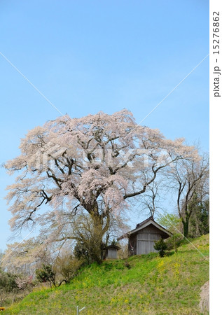 天神夫婦桜 15276862