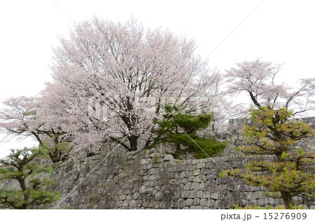 白河小峰城 石垣と桜 白河小峰城 石垣と桜 15276909