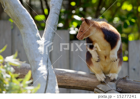 セスジキノボリカンガルー 2 セスジキノボリカンガルー 2 15277241
