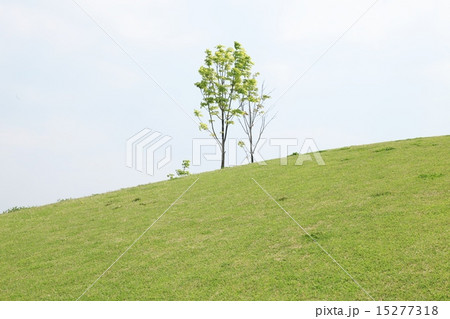 権現堂公園 権現堂公園 15277318