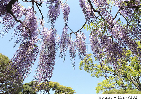 牛島の藤 15277382