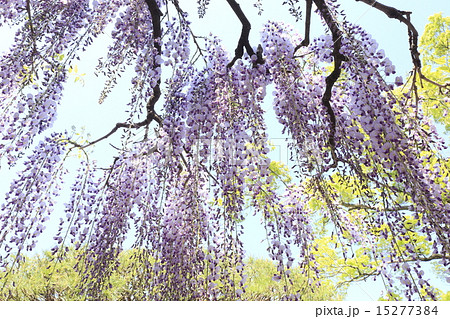 牛島の藤 15277384