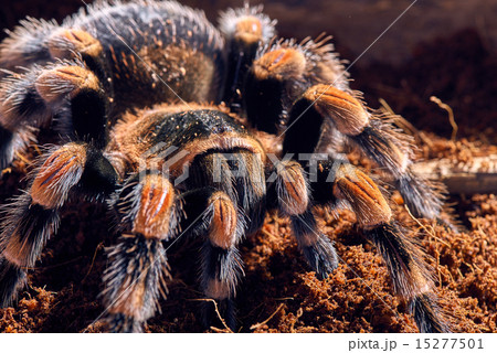 Mexican red knee tarantula Mexican red knee tarantula 15277501