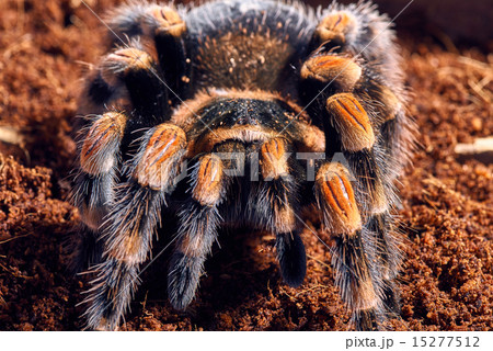 Mexican red knee tarantula Mexican red knee tarantula 15277512