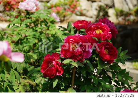 ボタンの花 15277528