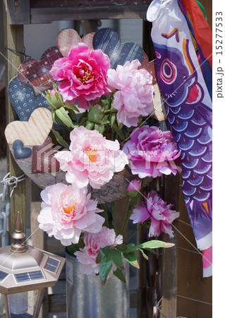 ボタンの花と鯉のぼり ボタンの花と鯉のぼり 15277533
