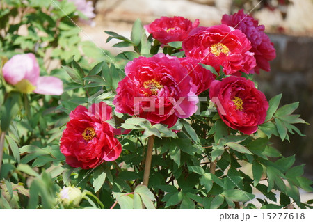 ボタンの花 ボタンの花 15277618