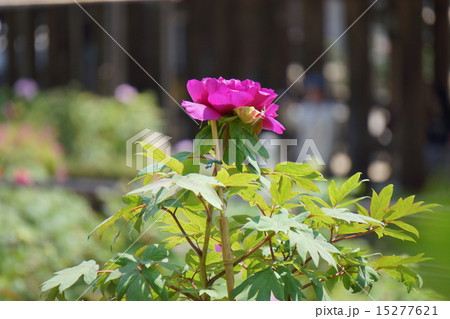 ボタンの花 ボタンの花 15277621