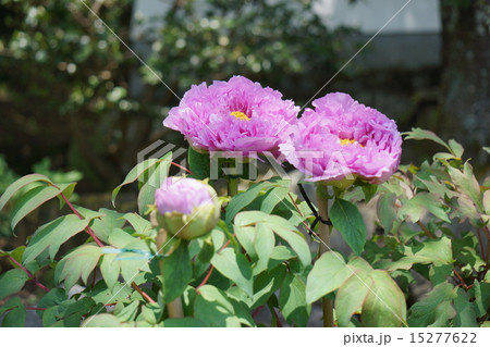 ボタンの花 15277622