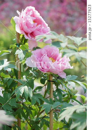 ボタンの花 ボタンの花 15277623