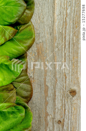 Butterhead Lettuce Butterhead Lettuce 15277698