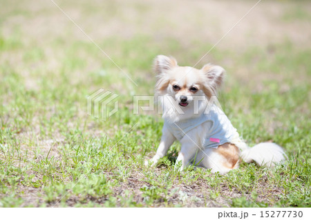 芝生の上で遊ぶチワワ 芝生の上で遊ぶチワワ 15277730