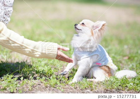 芝生の上で遊ぶチワワ 芝生の上で遊ぶチワワ 15277731