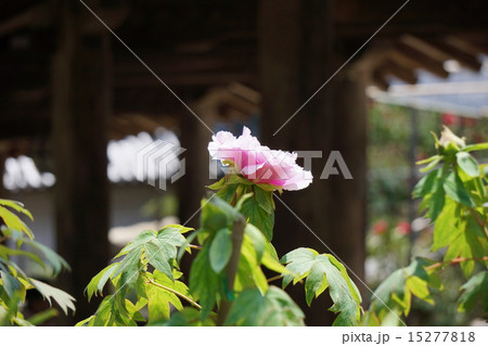 長谷寺のボタン 長谷寺のボタン 15277818