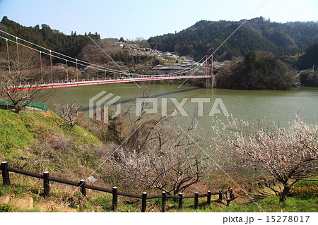 月ヶ瀬梅林 15278017