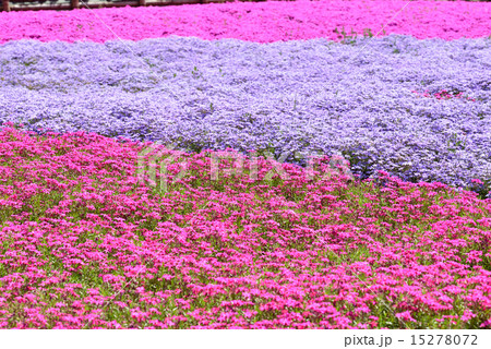 羊山公園 芝桜の丘 羊山公園 芝桜の丘 15278072