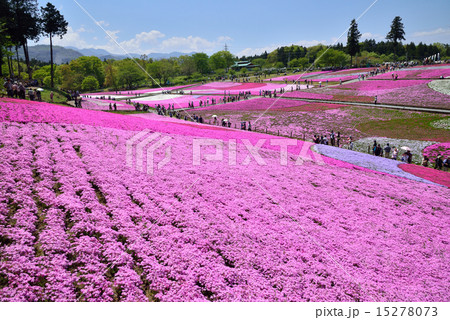 羊山公園 芝桜の丘 羊山公園 芝桜の丘 15278073