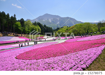 羊山公園　芝桜の丘 15278075