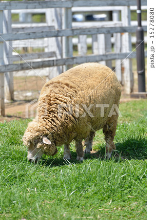 羊山公園　羊 15278080