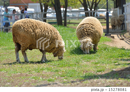 羊山公園 羊 羊山公園 羊 15278081