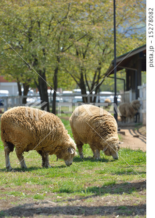 羊山公園 羊 羊山公園 羊 15278082