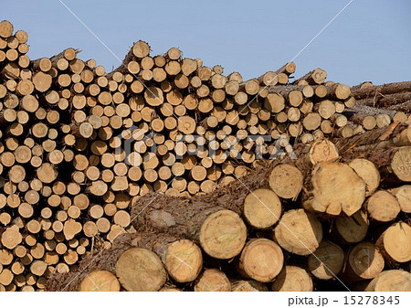港の丸太置き場 15278345